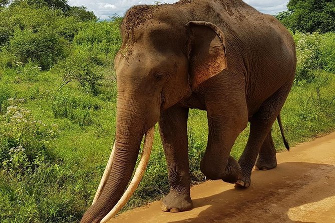 Udawalawa National Park half day Safari - Price and Value: Why $85 Can Be a Good Deal Here