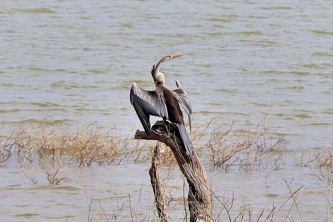 Udawalawa National Park half day Safari - Small Practical Tips: Food, Timing, and What to Bring