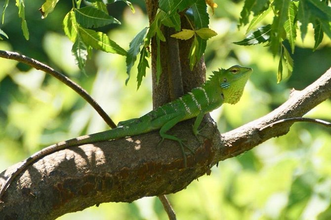 Udawalawa National Park half day Safari - What You’re Most Likely to See (And Why Elephants Are the Main Event)