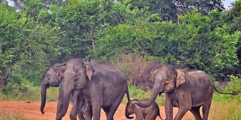 Udawalawa National Park: Private Safari - Who this private Udawalawa safari suits best