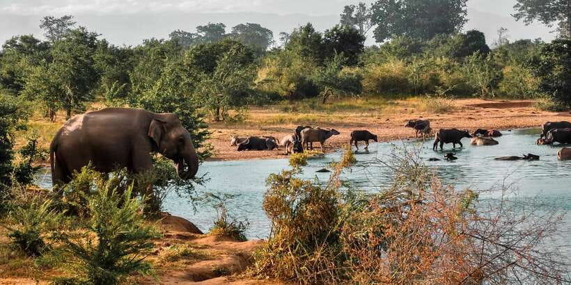 Udawalawa National Park: Private Safari - The 4x4 jeep plan: how your 3 hours usually play out