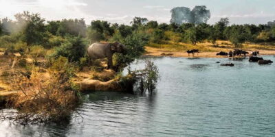 Udawalawa National Park: Private Safari - Spotting elephants the right way: herds, bulls, and respectful distance