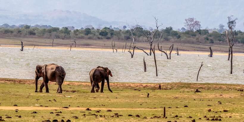 Udawalawa National Park: Private Safari - Reptiles and predators: crocodiles, jackals, and birds of prey