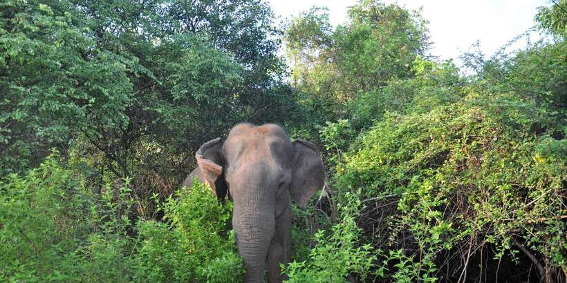 Udawalawa National Park: Private Safari - Price and what you really get for $25