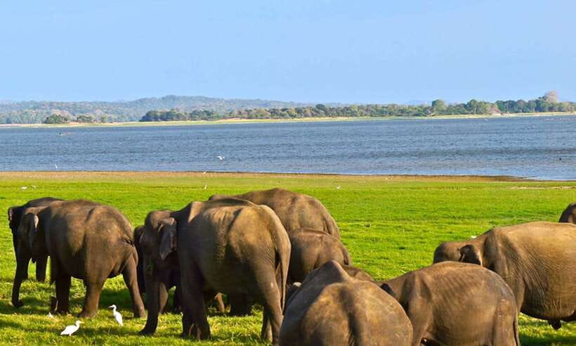 Udawalawa National Park Safari Tour with Experienced Guides - Should you book the Udawalawe National Park Safari Jeep Tour?