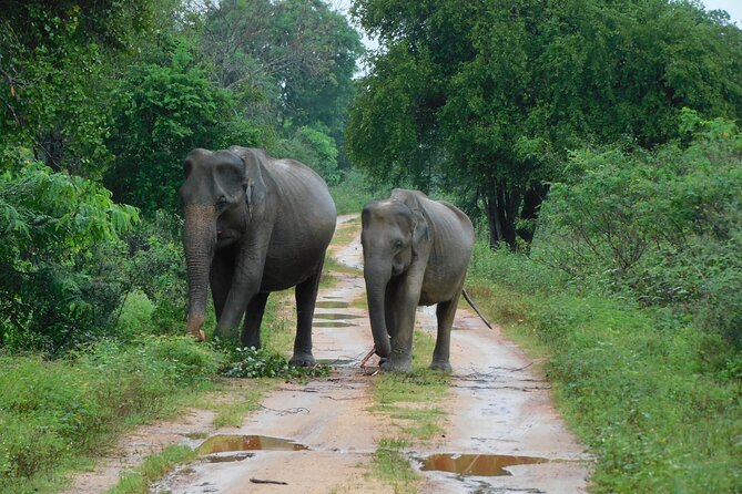 Udawalawa Safari & Elephants Orphanage Tour from Hambantota port - Quick hits