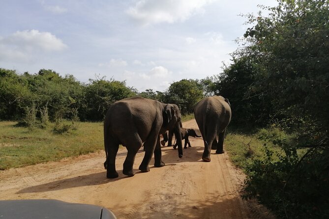 Udawalawa Safari & Elephants Orphanage Tour from Hambantota port - From Hambantota Port to Udawalawe: the day’s flow