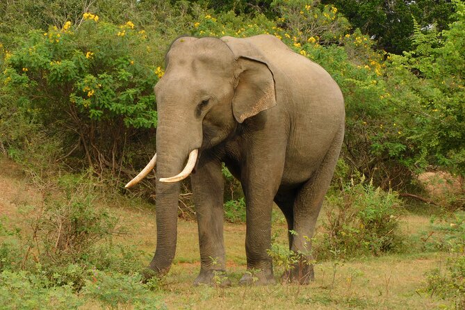Udawalawa Safari & Elephants Orphanage Tour from Hambantota port - Optional Bundala upgrade: adding another wildlife shot