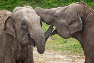 Udawalawa Safari & Elephants Orphanage Tour from Hambantota port - Why the jeep time feels worth it (even when it’s bumpy)