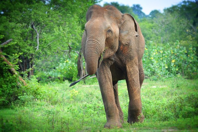 Udawalawe National Park 6-Hour Private Safari Tour - Why the Local Driver Makes or Breaks the Day