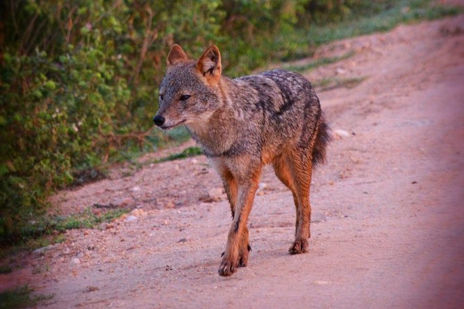 Udawalawe National Park 6-Hour Private Safari Tour - Comfort Matters: Water, Snacks, and a Day That Stays Manageable