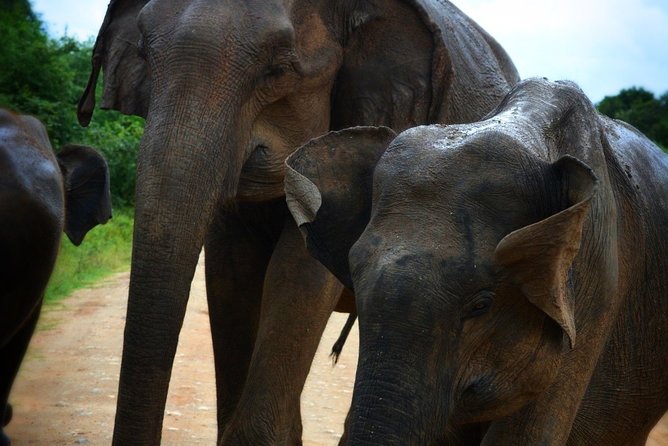 Udawalawe National Park 6-Hour Private Safari Tour - Price and Value: Is $55 Per Person a Smart Deal?