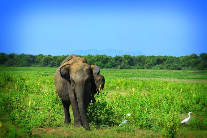 Udawalawe National Park 6-Hour Private Safari Tour - Logistics You Can Plan Around Without Stress