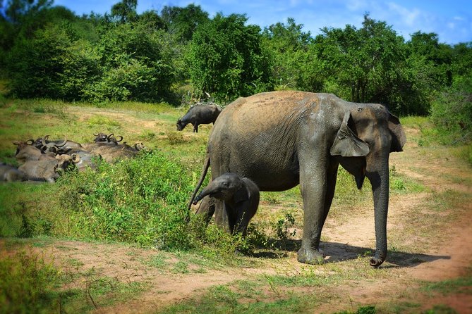 Udawalawe National Park 6-Hour Private Safari Tour - Who This Private Safari Suits Best
