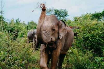 Udawalawe National Park: Elephant Safari with Expert Guide - How long you go changes the whole feel (4 to 10 hours)