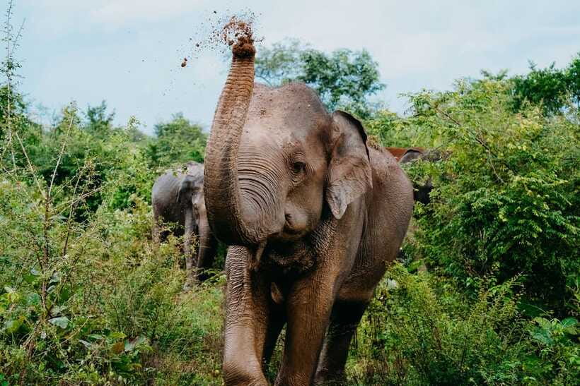 Udawalawe National Park: Elephant Safari with Expert Guide - Inside the park: how elephants usually show up