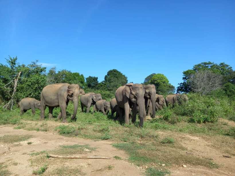 Udawalawe National Park: Elephant Safari with Expert Guide - Who should book this Udawalawe elephant safari