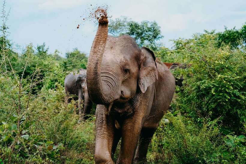 Udawalawe National Park: Elephant Safari with Expert Guide - How long you go changes the whole feel (4 to 10 hours)