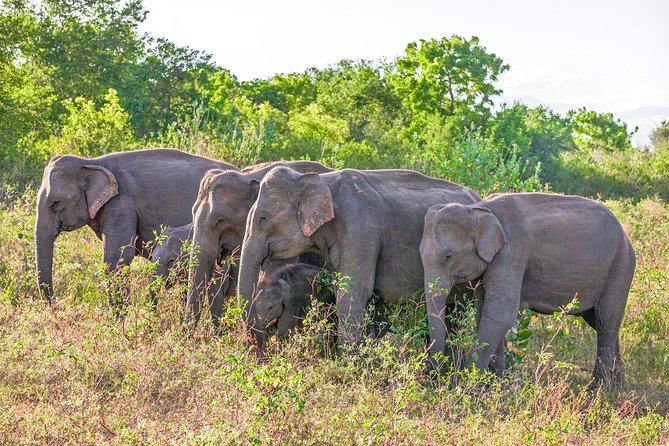Udawalawe National Park Entrance Ticket with Private Safari - What You Get: Entrance Ticket + 4x4 Safari in One Package