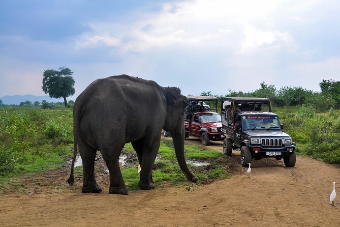 Udawalawe National Park Entrance Ticket with Private Safari - The Driver-Tracker Makes the Safari: From Asunka to Lahiru