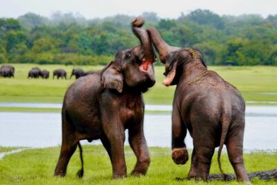 Udawalawe National Park Entrance Ticket with Private Safari - Wildlife You’ll Aim For: Elephants, Crocodiles, Birds, and More