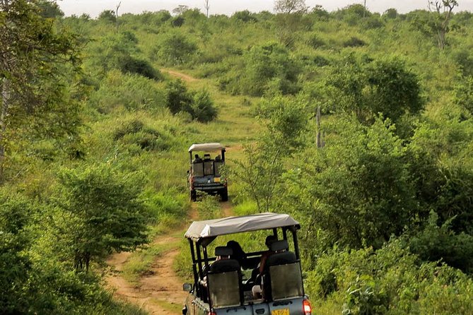 Udawalawe National Park Entrance Ticket with Private Safari - Meeting Point, Pickup Limits, and How to Avoid Day-of Confusion