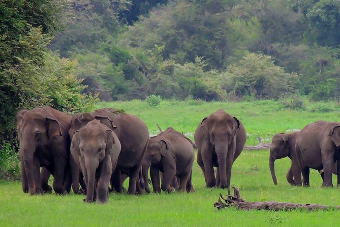 Udawalawe National Park Safari - Key highlights at a glance