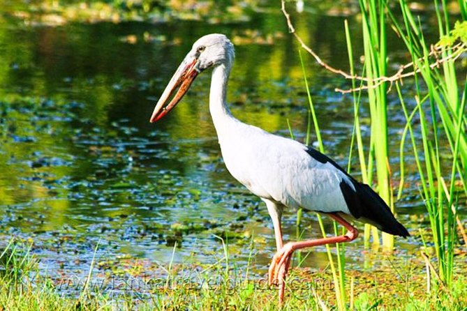 Udawalawe National Park Safari - Udawalawe in 3 hours: what you’re really buying