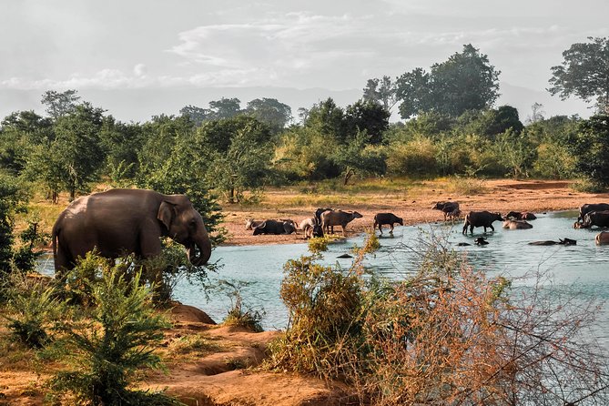 Udawalawe National Park Safari - Morning vs evening: choosing your best 3-hour slot