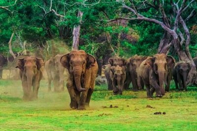 Udawalawe National Park Safari - Getting there smoothly: pickup within 5 km of the gate