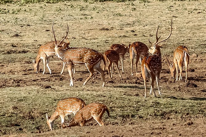 Udawalawe National Park Safari - Stop 1 in plain terms: Udawalawe National Park