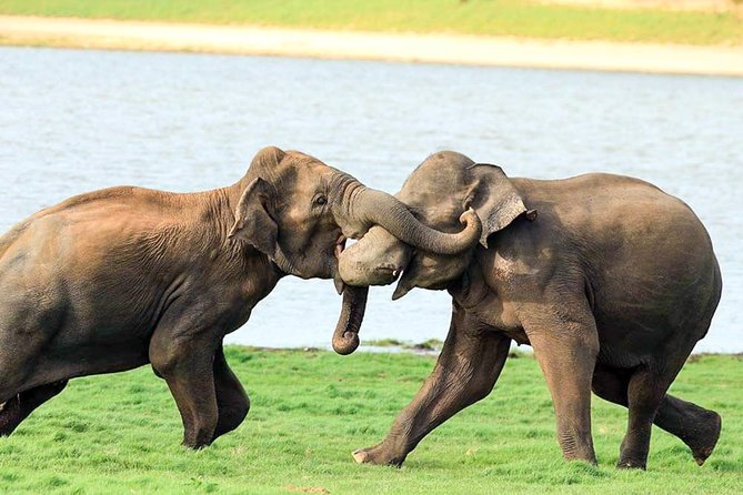 Udawalawe National Park Safari - What’s included (and what you’ll need to plan for)
