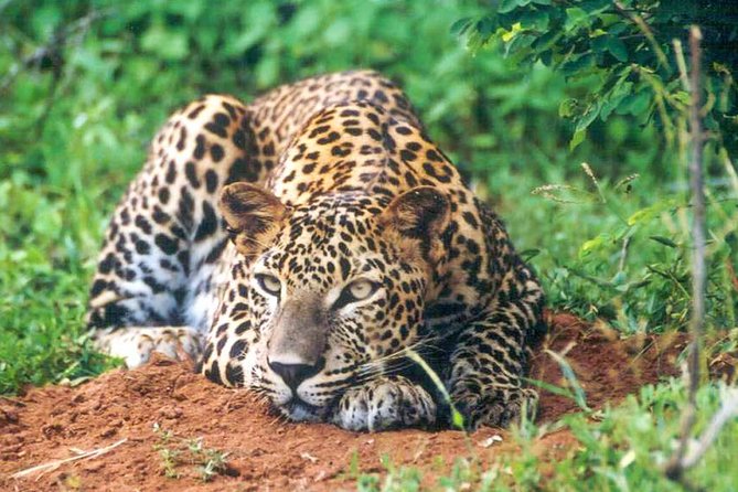 Udawalawe National Park Safari - Price and value: why $27 can make sense
