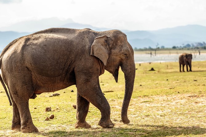 Udawalawe National Park Safari - Who this safari is best for (and who should rethink it)
