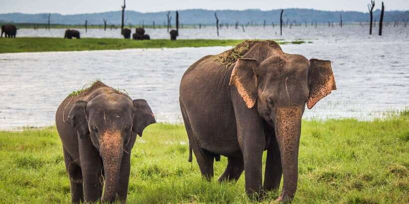 Udawalawe: National Park Safari & Elephant Transit Home Tour - Key takeaways before you go