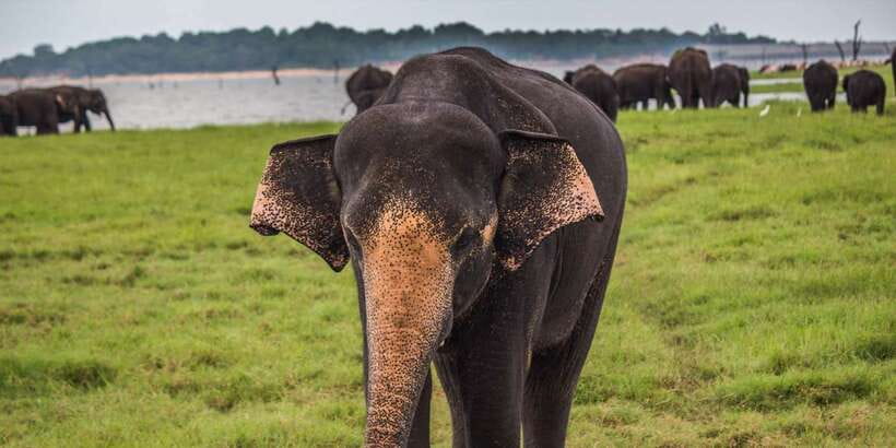 Udawalawe: National Park Safari & Elephant Transit Home Tour - Udawalawe in 4 Hours: what this tour actually feels like