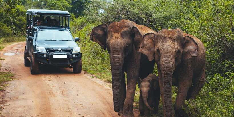 Udawalawe: National Park Safari & Elephant Transit Home Tour - Wildlife beyond elephants: the best “bonus” sightings