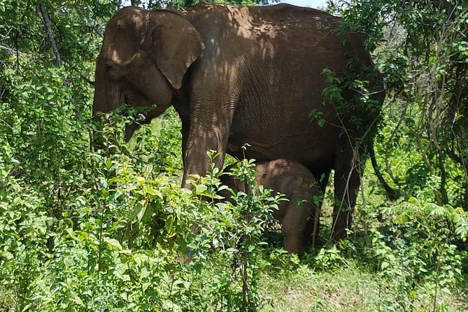 Udawalawe National Park Safari trip from Galle/Mirissa/Ella - Your safari jeep setup: private group, real guide time