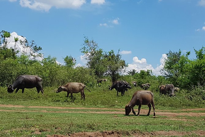 Udawalawe National Park Safari trip from Galle/Mirissa/Ella - Price and value: what $190 really covers