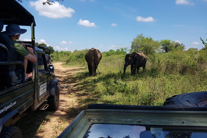 Udawalawe National Park Safari trip from Galle/Mirissa/Ella - Make it easier to see animals: simple on-the-ground tips