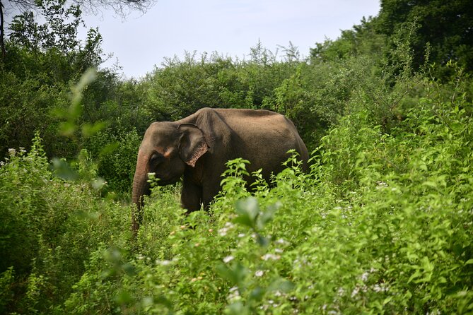Udawalawe National Park Wildlife Safari Tours - Key points before you go