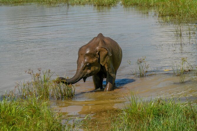Udawalawe National Park Wildlife Safari Tours - Udawalawe National Park wildlife safari: what you’re really paying for