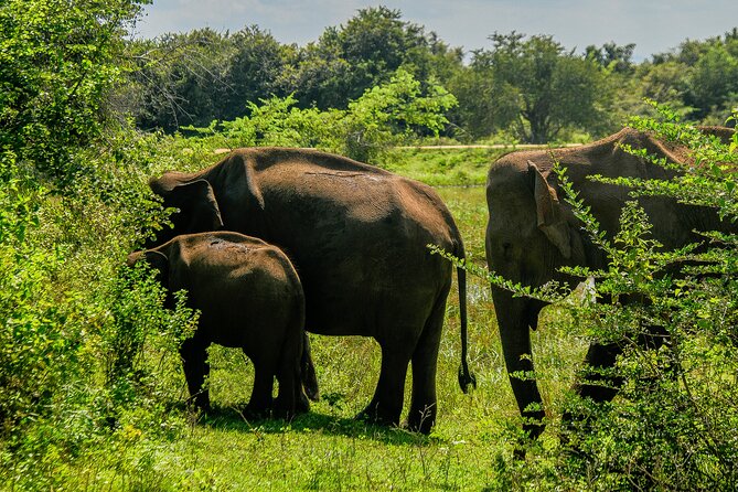 Udawalawe National Park Wildlife Safari Tours - Jeep safari setup: comfort, control, and viewing time
