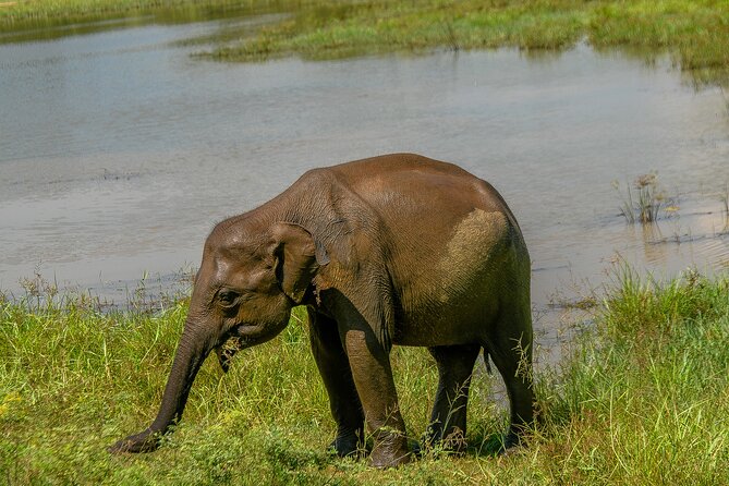 Udawalawe National Park Wildlife Safari Tours - Your guide/driver and the Taranga factor