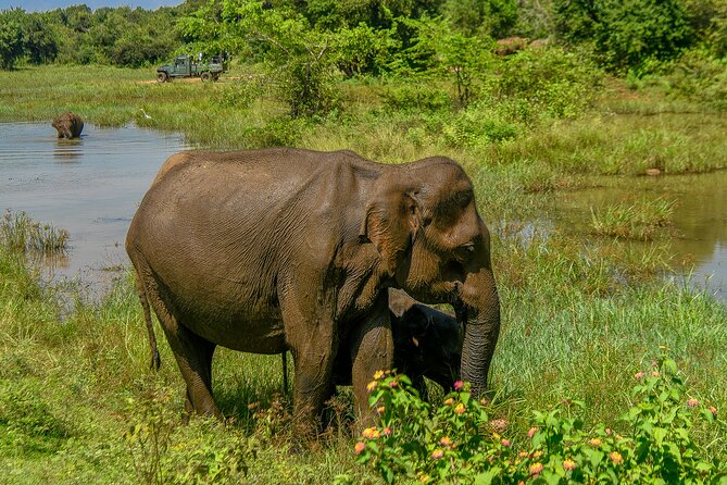 Udawalawe National Park Wildlife Safari Tours - Ethical wildlife viewing: conservation isn’t just a tagline here