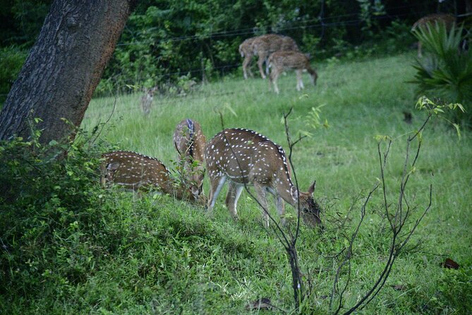 Udawalawe National Park Wildlife Safari Tours - Price and logistics: the real cost check
