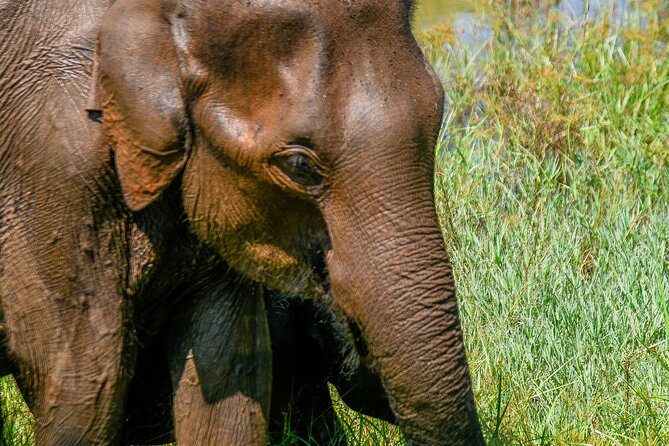 Udawalawe National Park Wildlife Safari Tours - Stop 1: inside Udawalawe National Park and why it exists