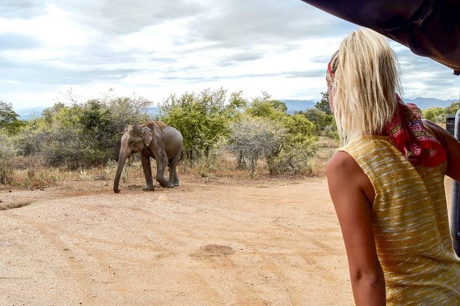 Udawalawe Safari DayTrip frm Bentota/Kalutara/Ahungalla/Hikkaduwa - Udawalawe’s Elephant Country: What You’re Really Paying For