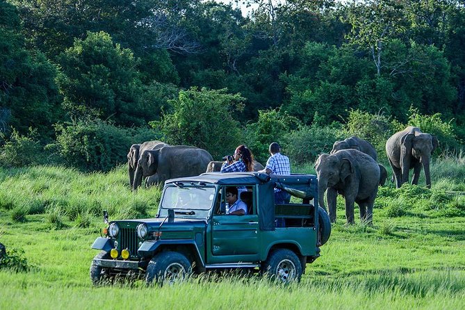 Udawalawe Safari DayTrip frm Bentota/Kalutara/Ahungalla/Hikkaduwa - The 3-Hour Jeep Safari: How to Make Those Hours Count