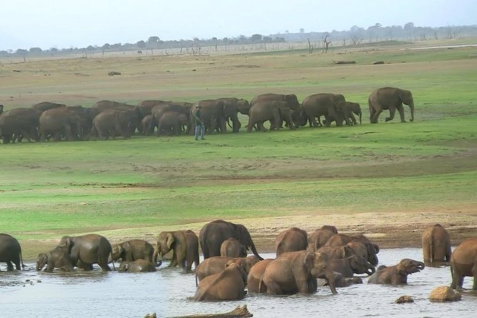 Udawalawe Safari DayTrip frm Bentota/Kalutara/Ahungalla/Hikkaduwa - Pickup, Private Transportation, and the Real-Life Rhythm of a 10–12 Hour Day